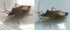 Gonocerus acuteangulatus